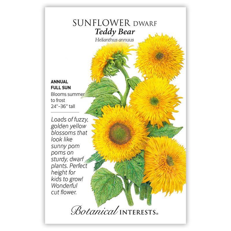 Seed Flwr Sunflower Dwarf Teddy Bear - Helianthus annuus Native (TN)