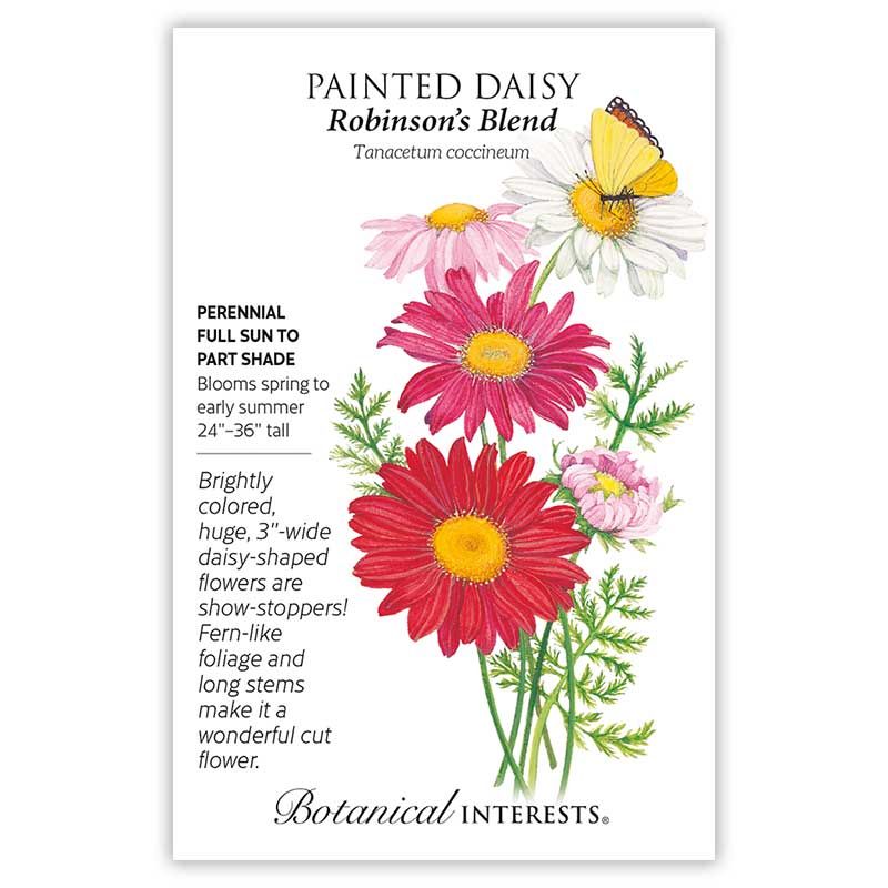 Seed Flwr Painted Daisy Robinson&#39;s Blend - Tanacetum coccineum
