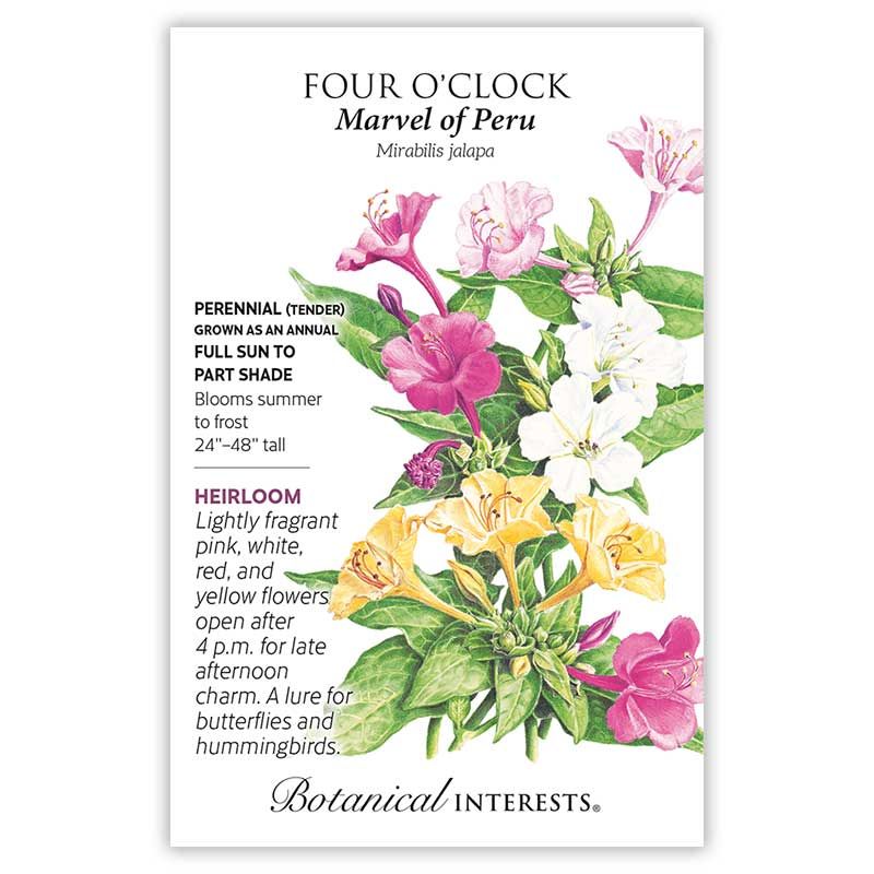 Seed Flwr Four O&#39;Clock Marvel of Peru Heirloom - Mirabilis jalpa