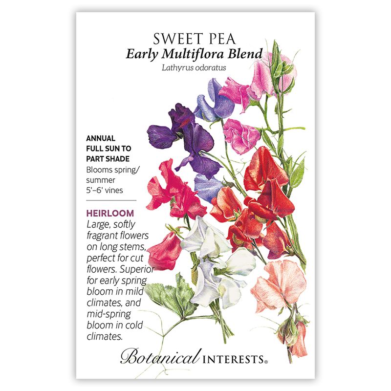 Seed Flwr Sweet Pea Early Multiflora Blend Heirloom - Lathyrus odoratus