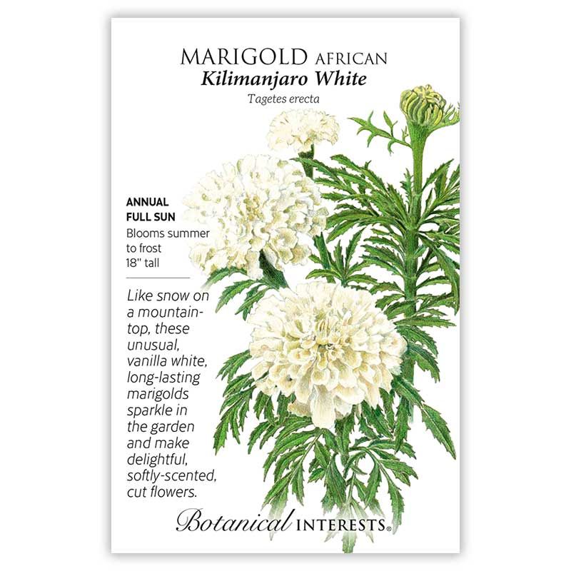 Seed Flwr Marigold African Kilimanjaro White - Tagetes patula