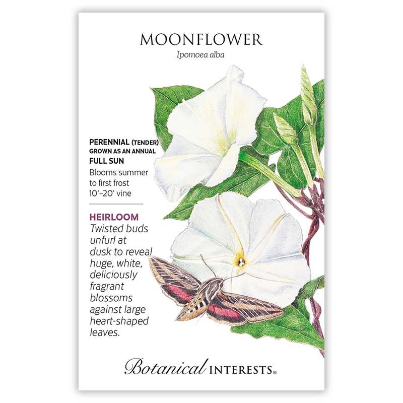 Seed Flwr Moonflower Heirloom - Ipomoea alba