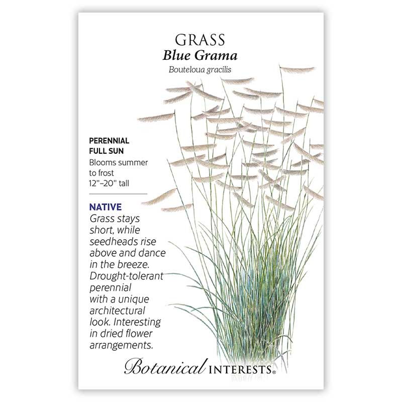 Seed Flwr Grass Blue Grama - Bouteloua gracilis Native (R)