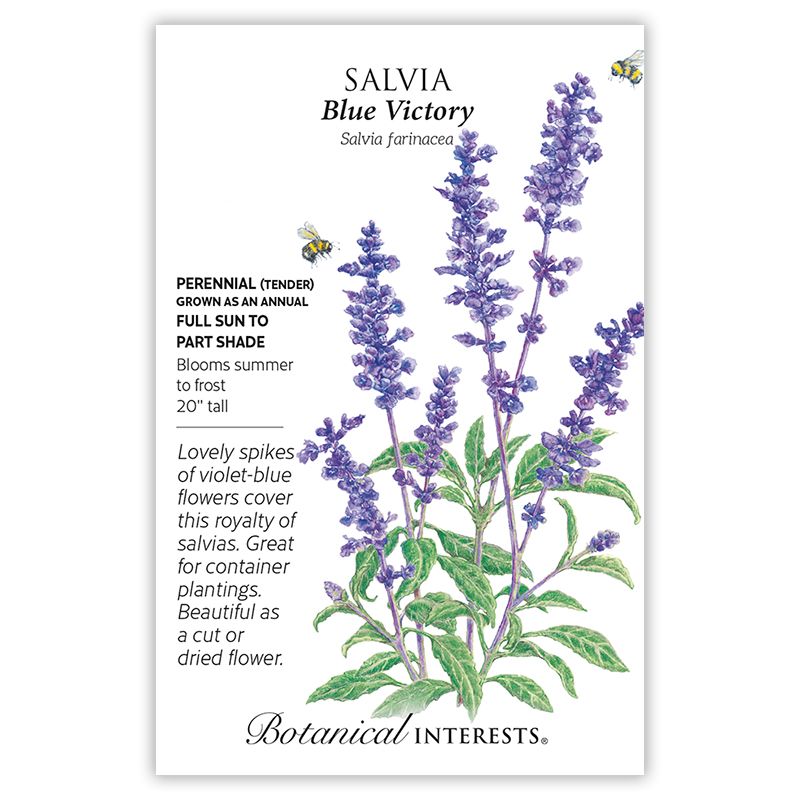 Seed Flwr Salvia Blue Victory - Salvia farinacea