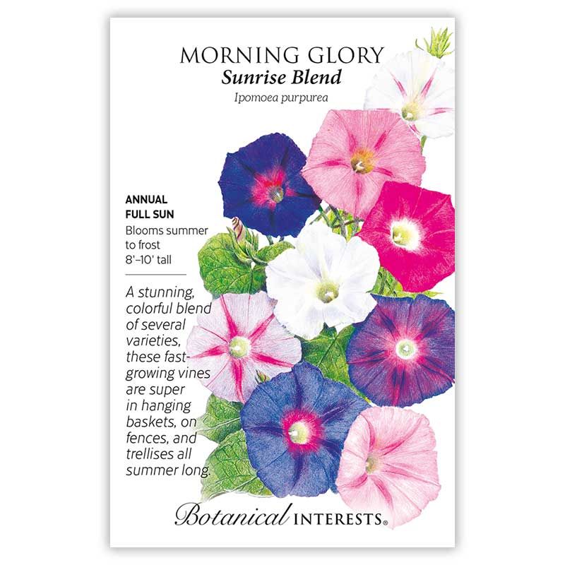 Seed Flwr Morning Glory Sunrise Blend - Ipomoea purpurea