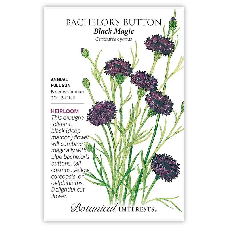 Seed Flwr Bachelor Button Black Magic Heirloom - Centaurea cyanus
