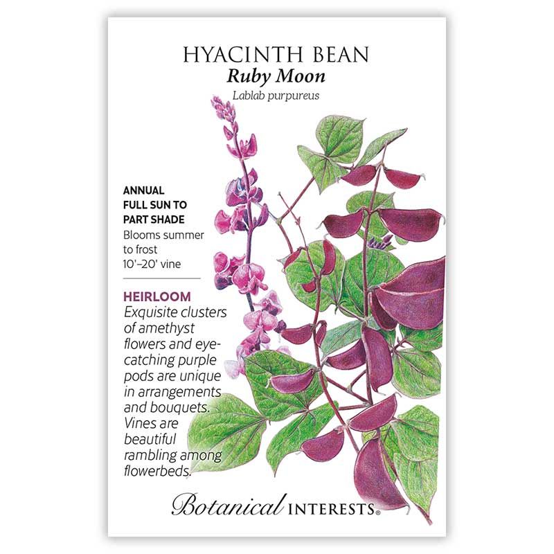 Seed Flwr Hyacinth Bean Ruby Moon Heirloom - Lablab purpureus