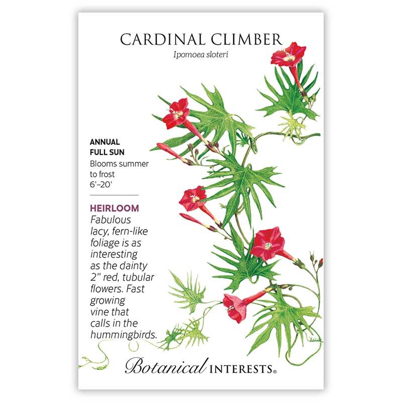 Seed Flwr Cardinal Climber Heirloom - Ipomoea x multifida