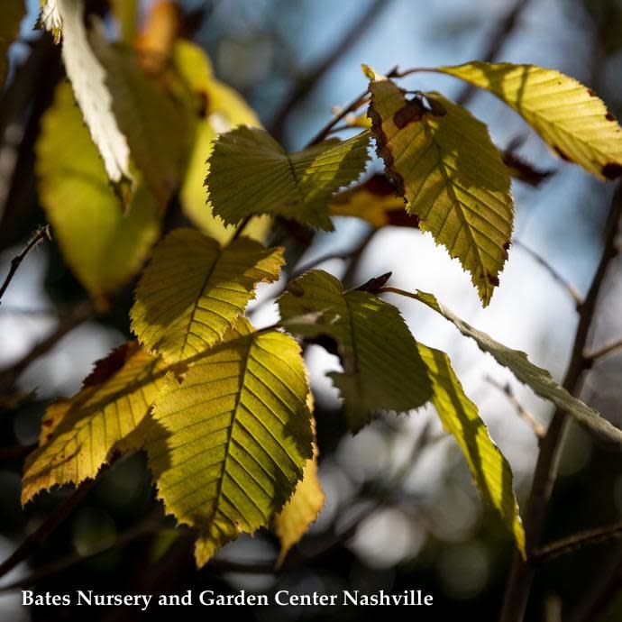 #7 Carpinus bet Fastigiata/ Pyramidal European Hornbeam