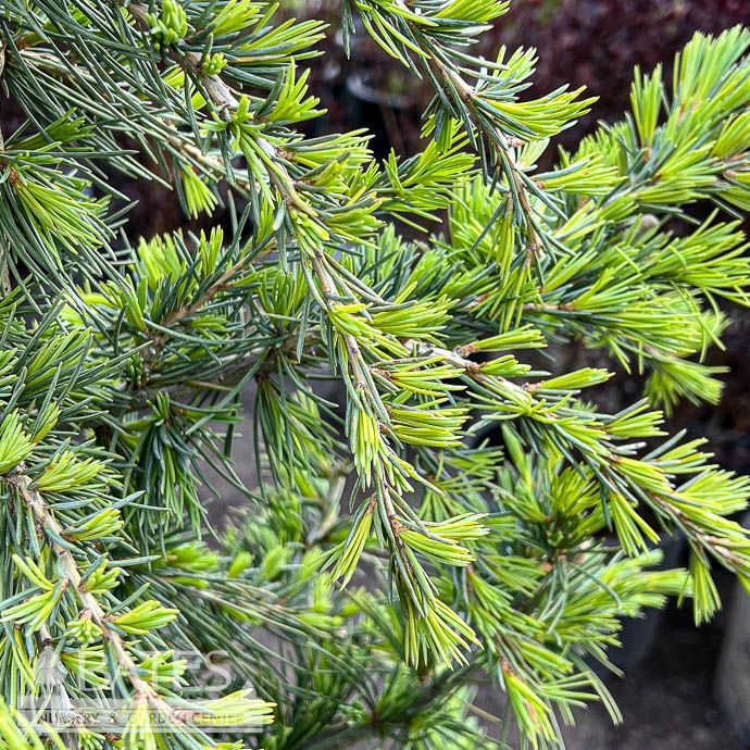 #5 Cedrus deo Karl Fuchs/ Deodar Cedar