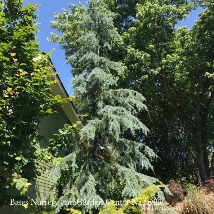 #5 Cedrus deo Karl Fuchs/ Deodar Cedar