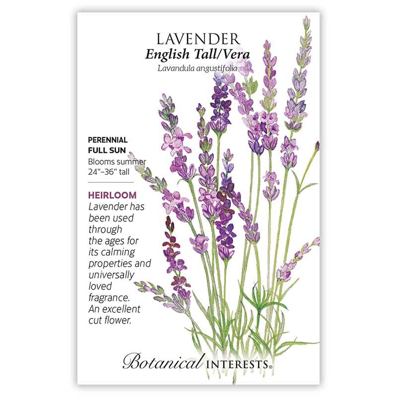 Seed Flwr Lavender English Tall/ Vera Heirloom - Lavandula augustifolia