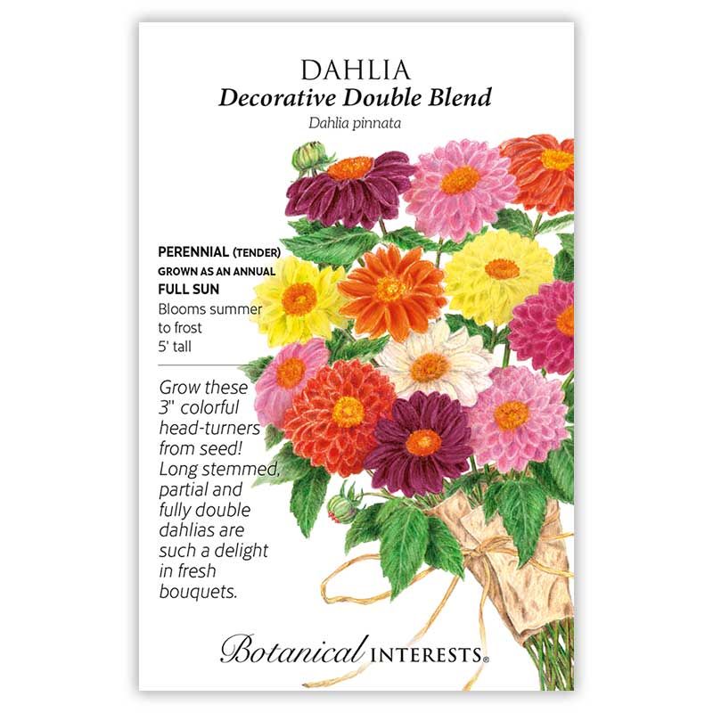 Seed Flwr Dahlia Decorative Double Blend - Dahlia pinnata