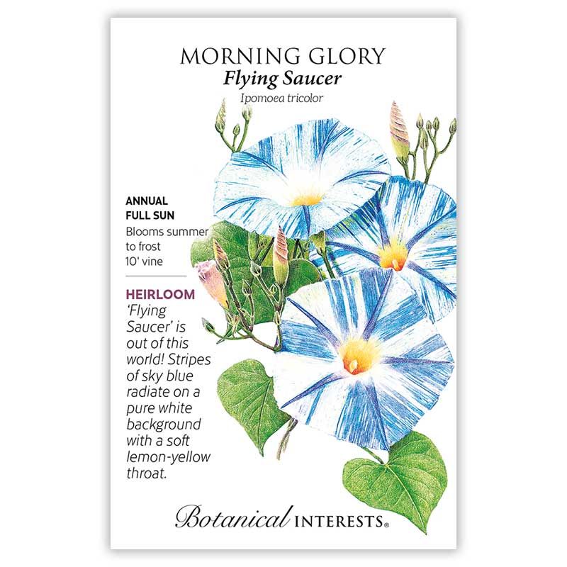 Seed Flwr Morning Glory Flying Saucer Heirloom - Ipomoea tricolor