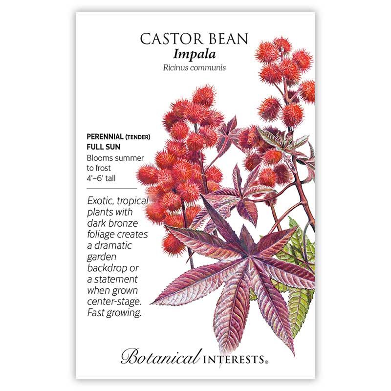 Seed Flwr Castor Bean Impala Heirloom - Ricinus communis