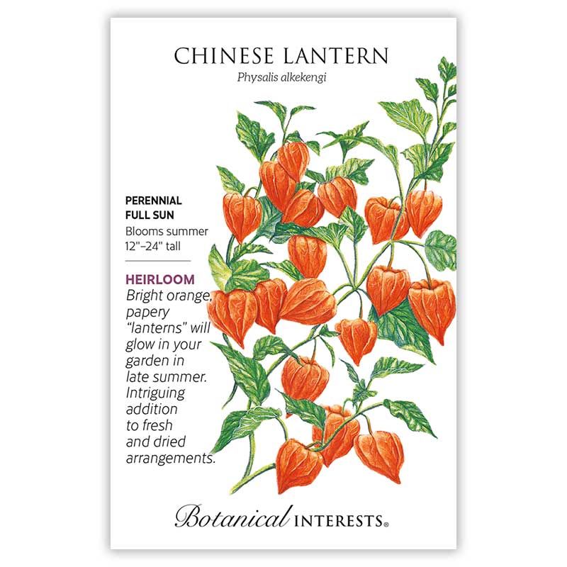 Seed Flwr Chinese Lantern Heirloom - Physalis alkekengi