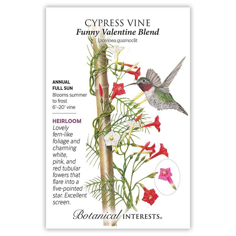 Seed Flwr Cypress Vine Funny Valentine Blend Heirloom - Ipomoea quamoclit