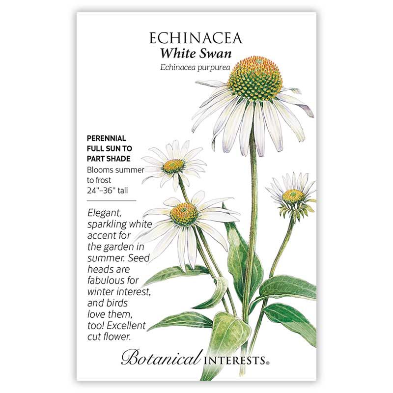 Seed Flwr Echinacea White Swan - Echinacea purpurea/ Coneflower Native (TN)