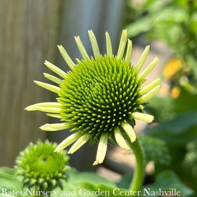 Seed Flwr Echinacea White Swan - Echinacea purpurea/ Coneflower Native (TN)