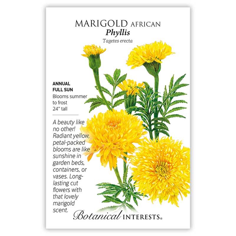 Seed Flwr Marigold African Phyllis - Tagetes erecta