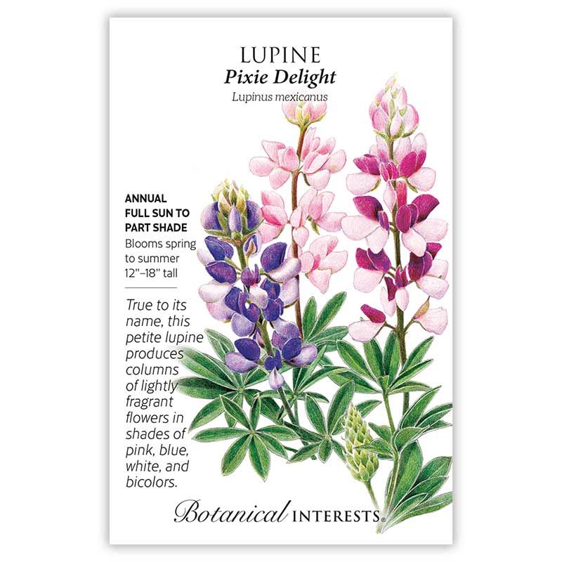 Seed Flwr Lupine Pixie Delight - Lupinus mexicanus