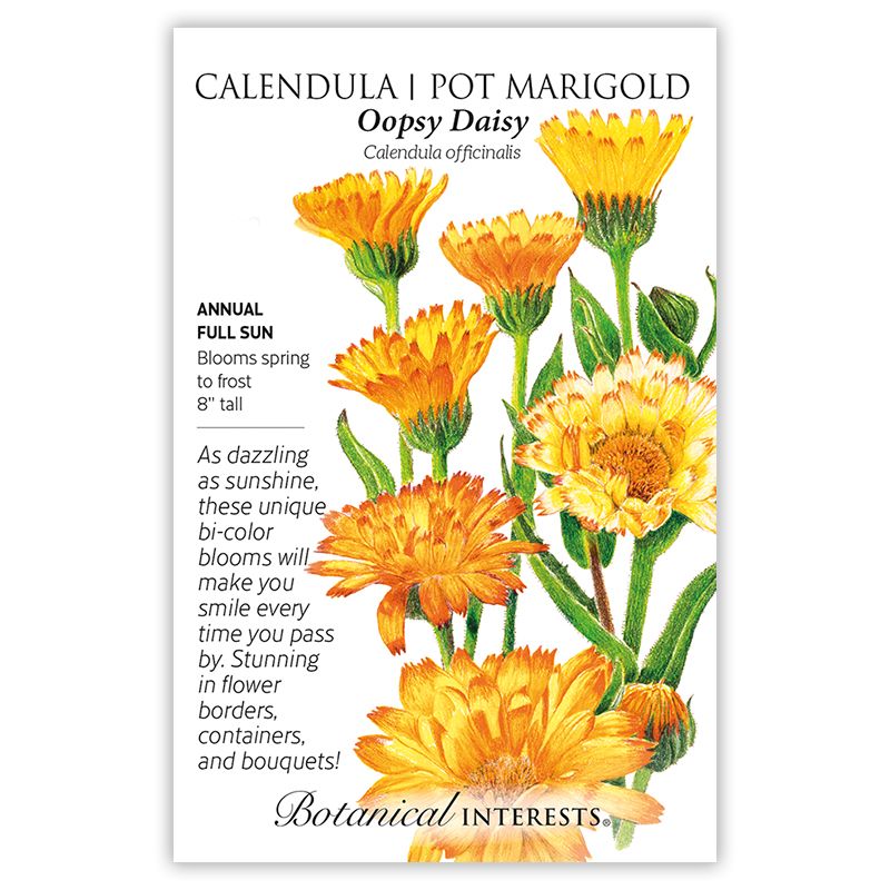 Seed Flwr Calendula Oopsy Daisy - Calendula officinalis
