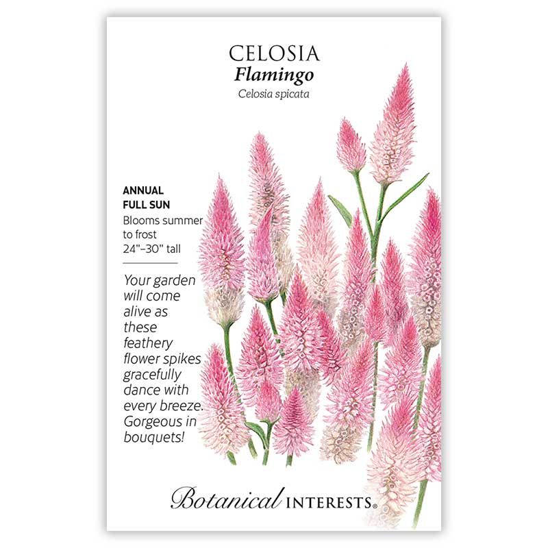 Seed Flwr Celosia Flamingo - Celosia spicata