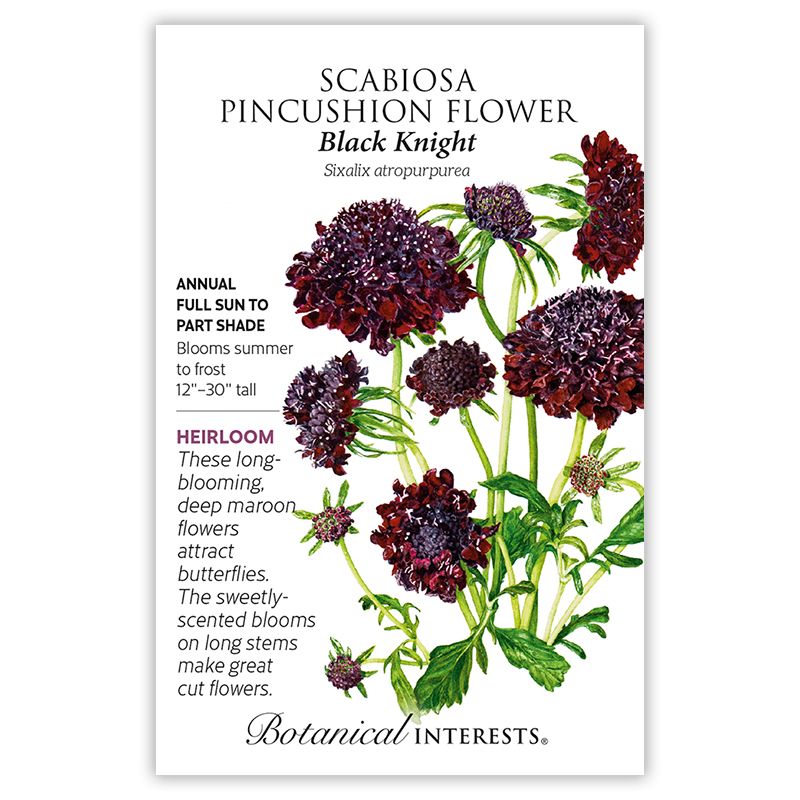 Seed Flwr Scabiosa Black Knight Heirloom - Scabiosa altropurpurea