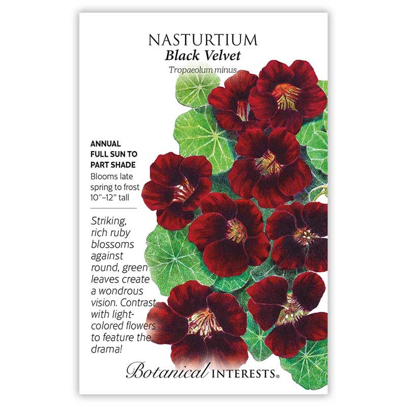 Seed Flwr Nasturtium Black Velvet - Tropaeolum minus