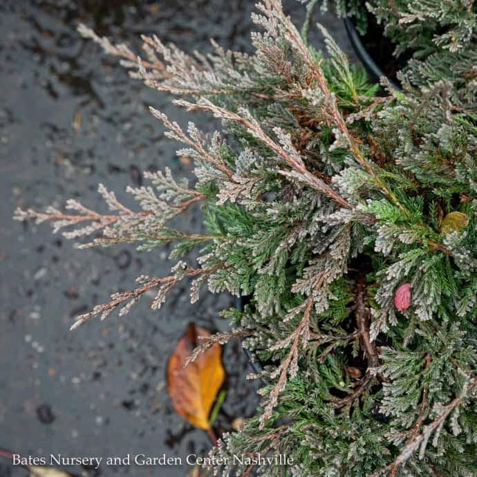 #1 Juniperus horiz Blue Chip/ Creeping Juniper