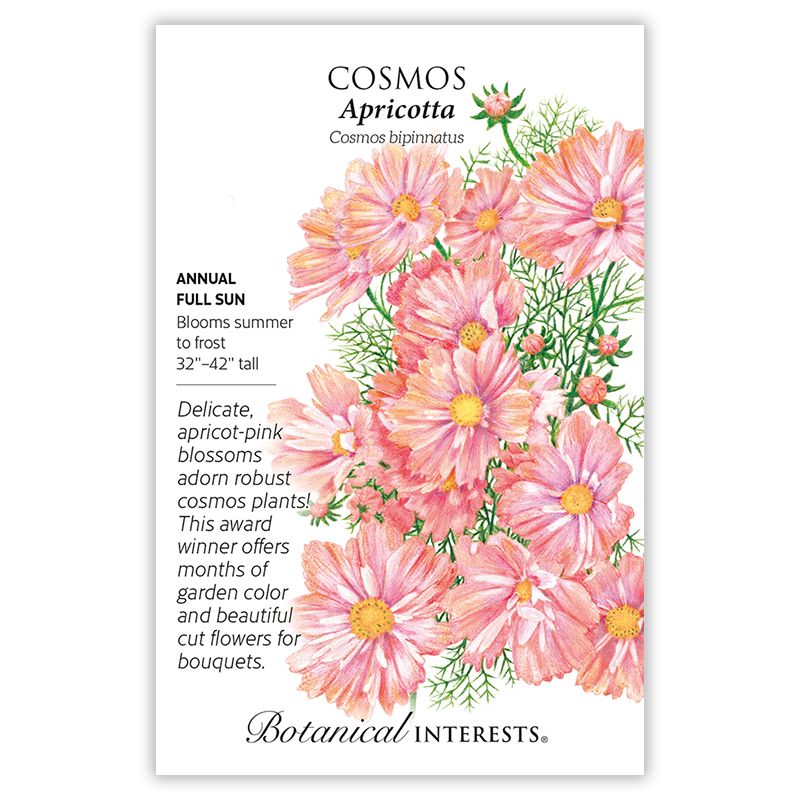 Seed Flwr Cosmos Apricotta - Cosmos bipinnatus