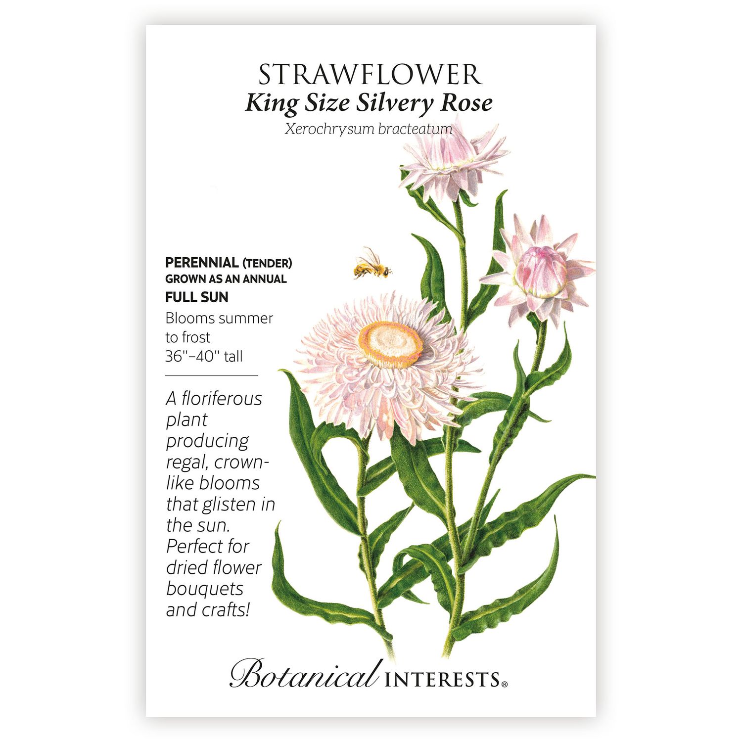 Seed Flwr Strawflower King Size Silvery Rose - Xerochrysum bracteatum