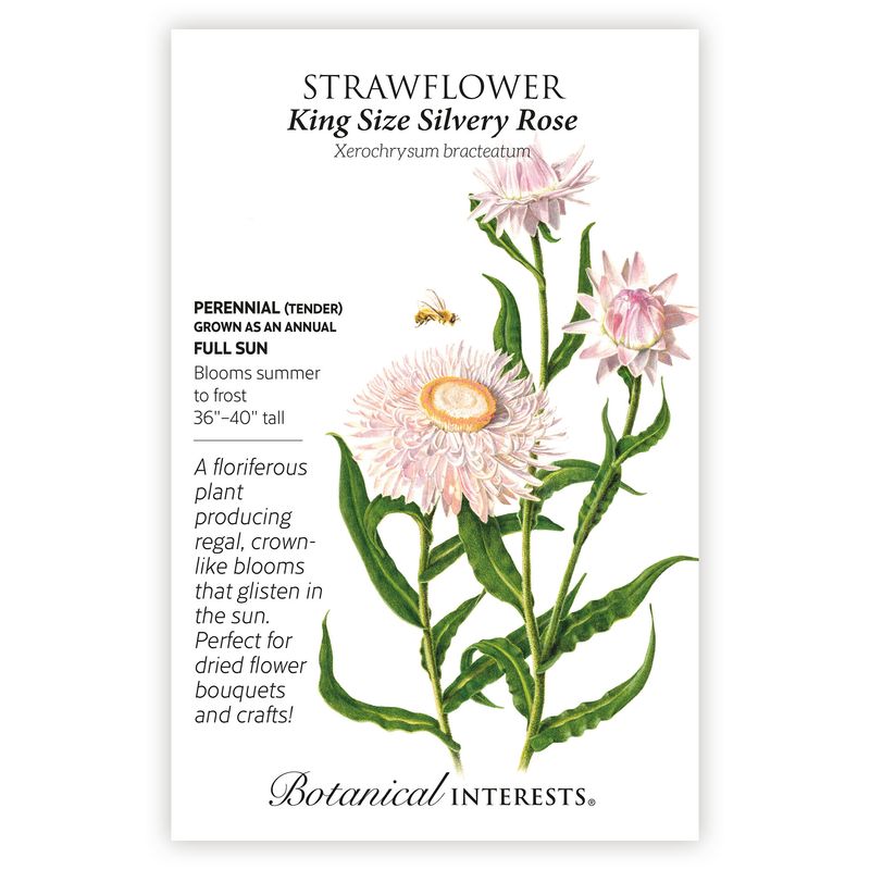 Seed Flwr Strawflower King Size Silvery Rose - Xerochrysum bracteatum