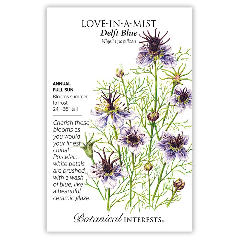 Seed Flwr Love-in-a-Mist Delft Blue - Nigella papillosa