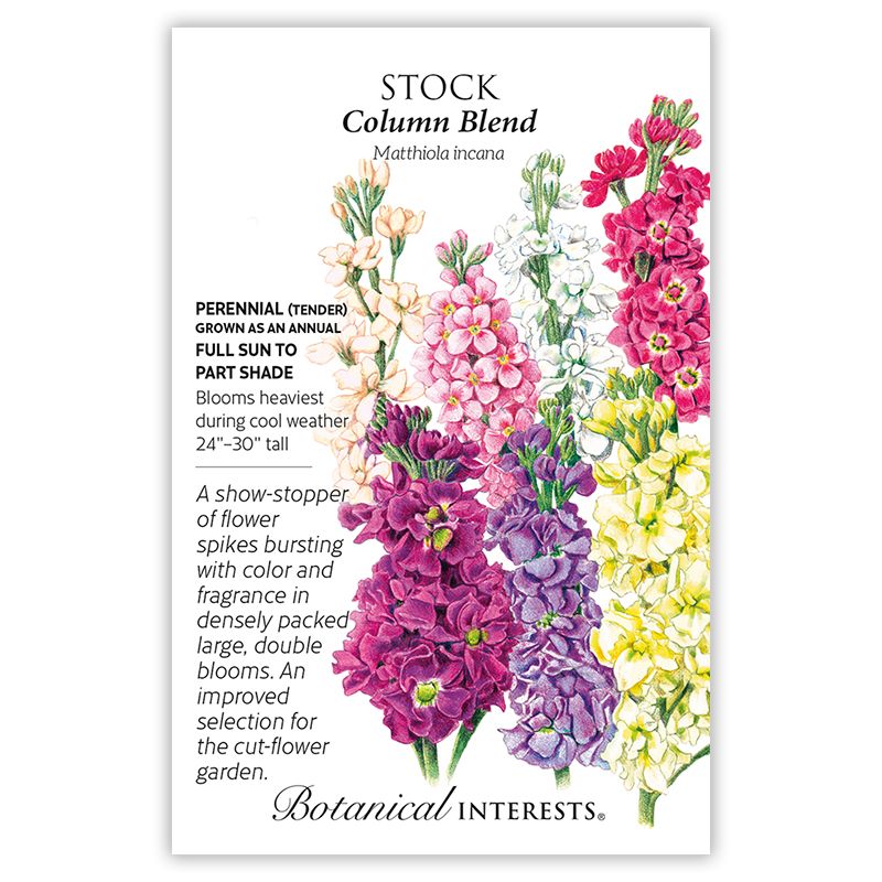 Seed Flwr Stock Column Blend - Matthiola incana