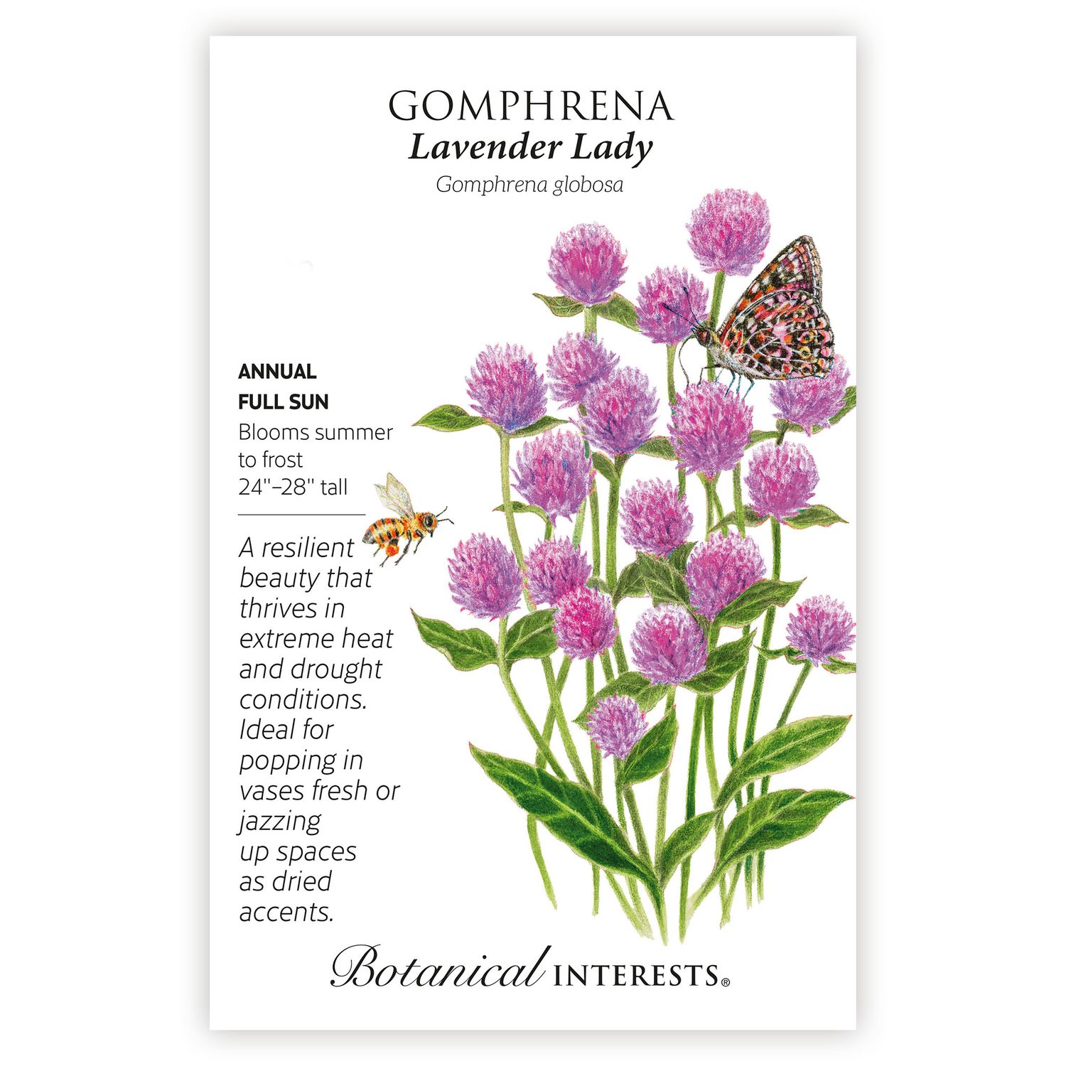 Seed Flwr Gomphrena Lavender Lady - Gomphrena globosa