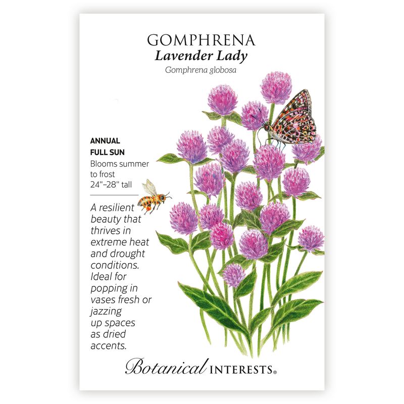 Seed Flwr Gomphrena Lavender Lady - Gomphrena globosa
