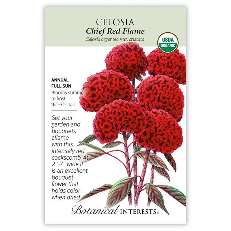 Seed Flwr Celosia Chief Red Flame Organic - Celosia argentea var. cristata