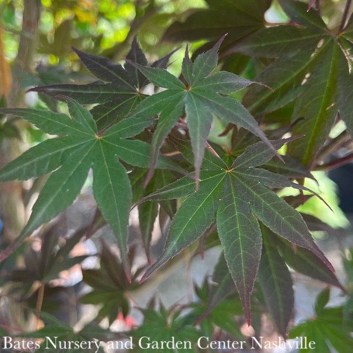 #3 Acer pal Hefner&#39;s Red/ Red Upright Japanese Maple