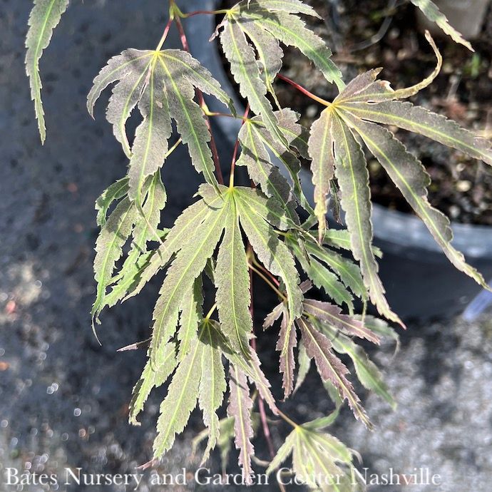 #3 Acer pal Manyo no Sato/ Japanese Maple Variegated Upright