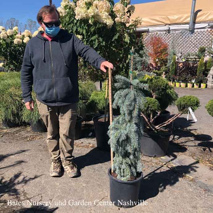 #5 Picea pun Glauca Slenderina Pendula/ Weeping Colorado Blue Spruce