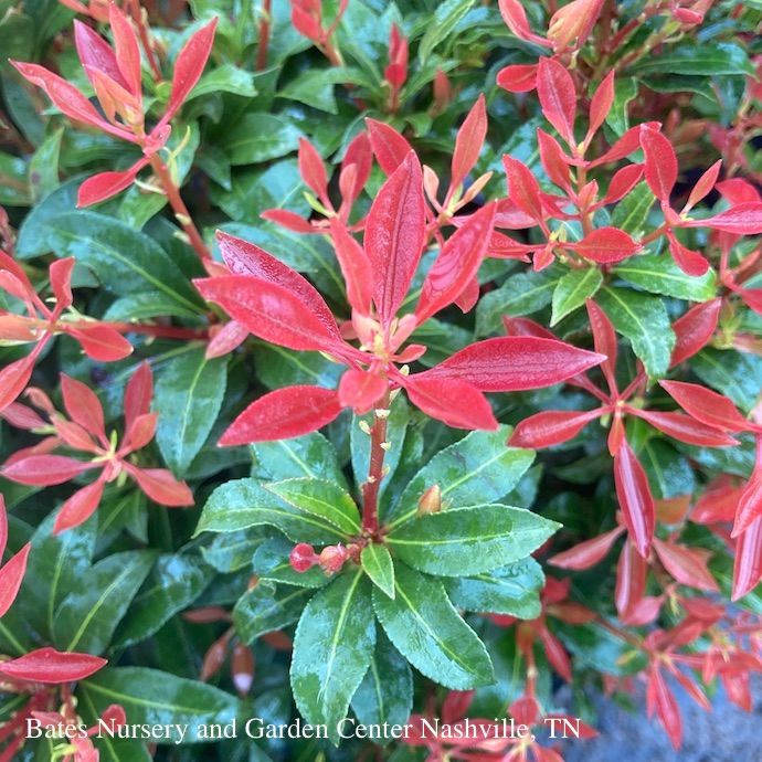 #5 Pieris japonica Mountain Fire/ White
