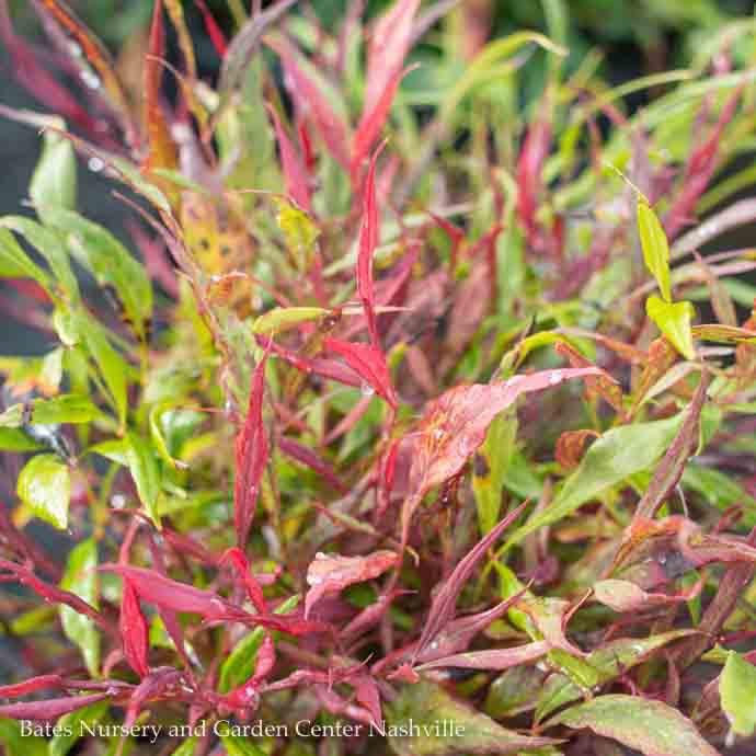 #1 Nandina dom &#39;Burgundy Wine&#39; All-A-Glow/ Dwarf Heavenly Bamboo