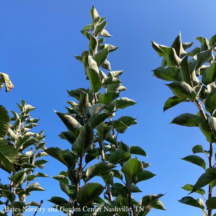 Edible #7 Prunus a Stella/ Sweet Cherry - No Warranty