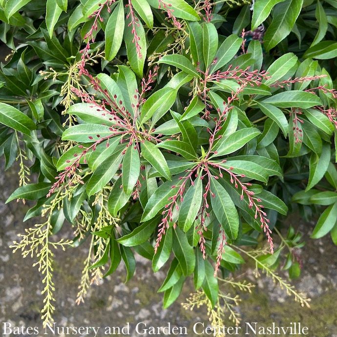 #1 Pieris japonica Katsura/ Pink