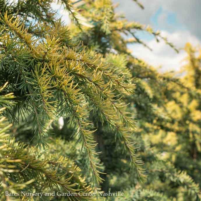 7-8' Cedrus deo Gold Cone/ Deodar Cedar - No Warranty - Pickup Only