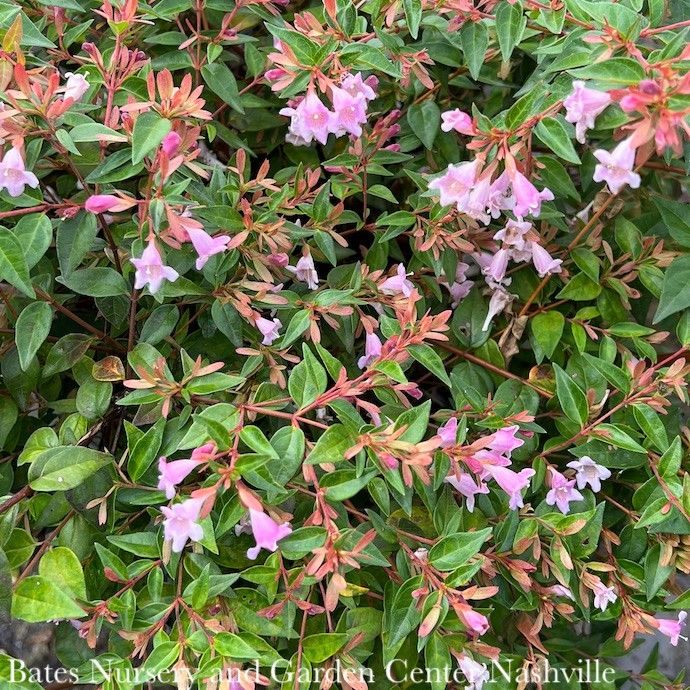 #1 Abelia x Edward Goucher/ Pink Flowers