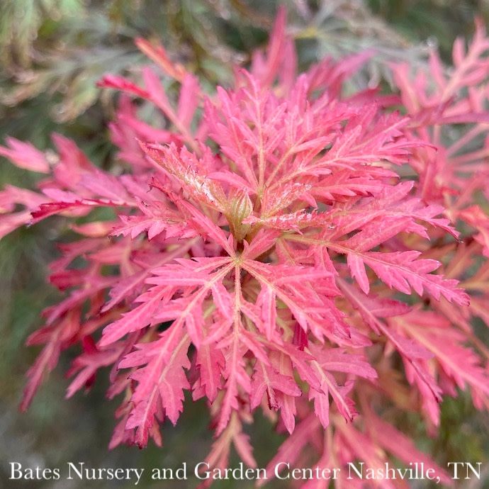 #3 Acer pal var diss Orangeola/ Weeping Red Japanese Maple