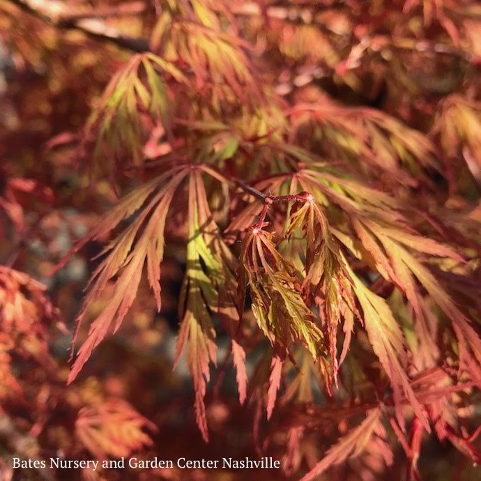 #3 Acer pal var diss Orangeola/ Weeping Red Japanese Maple