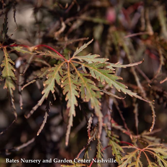 #7 Acer pal var diss Tamukeyama/ Red Weeping Japanese Maple